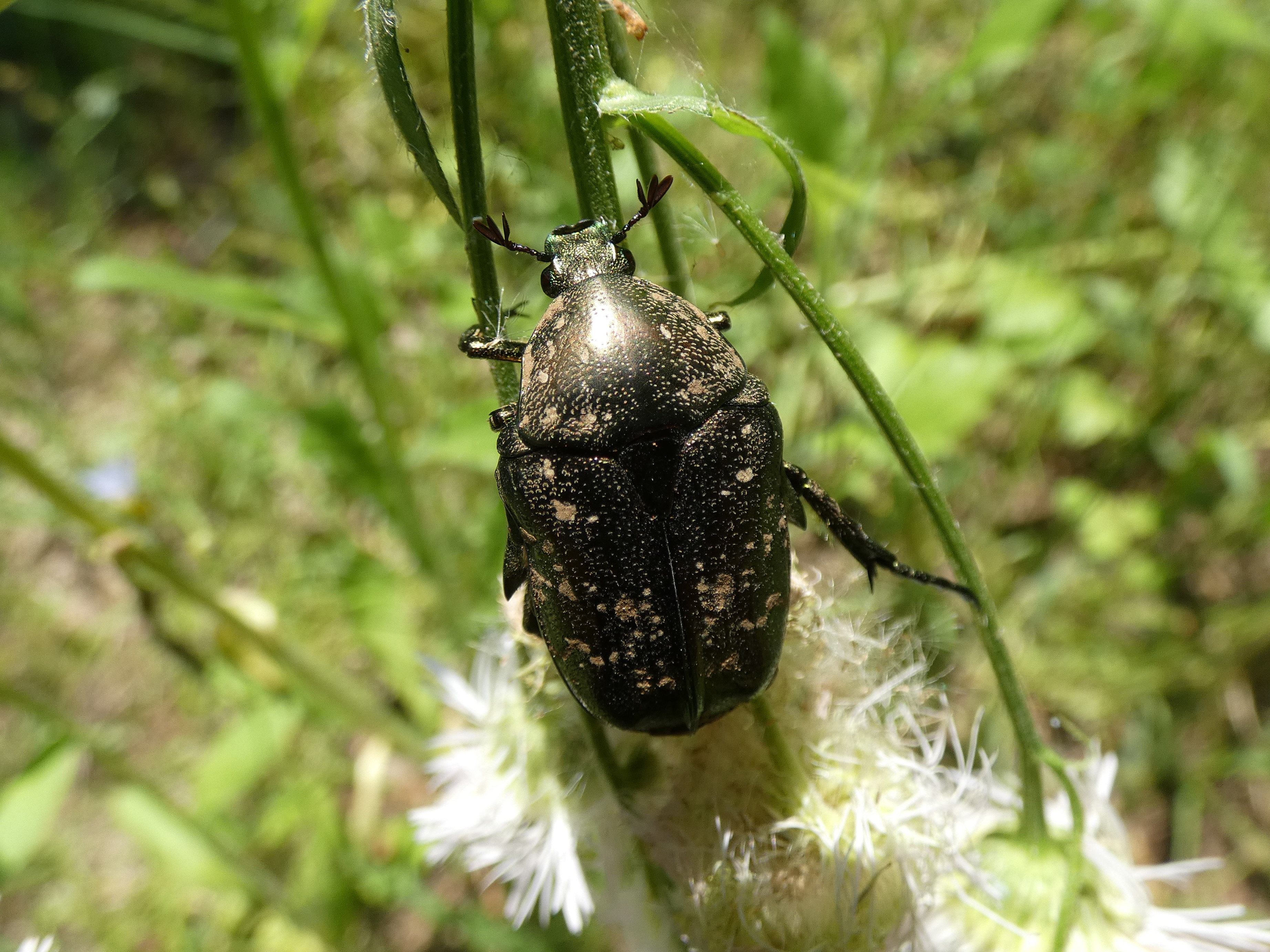 photo_1
